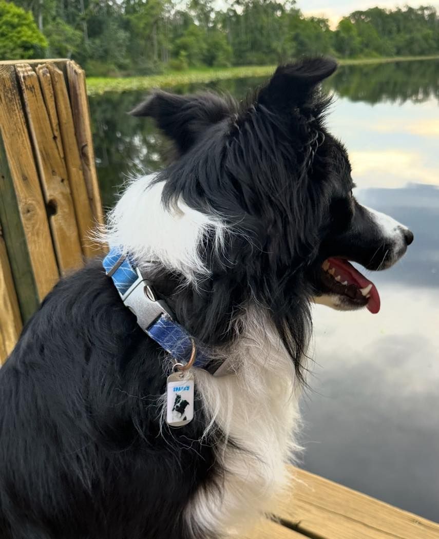 QR Code Dog Tags